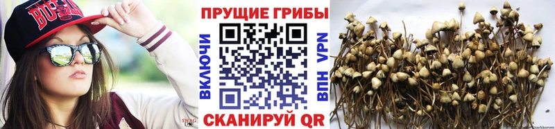 Псилоцибиновые грибы Psilocybine cubensis Кингисепп